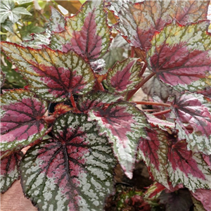 Begonia 'Satin Starburst